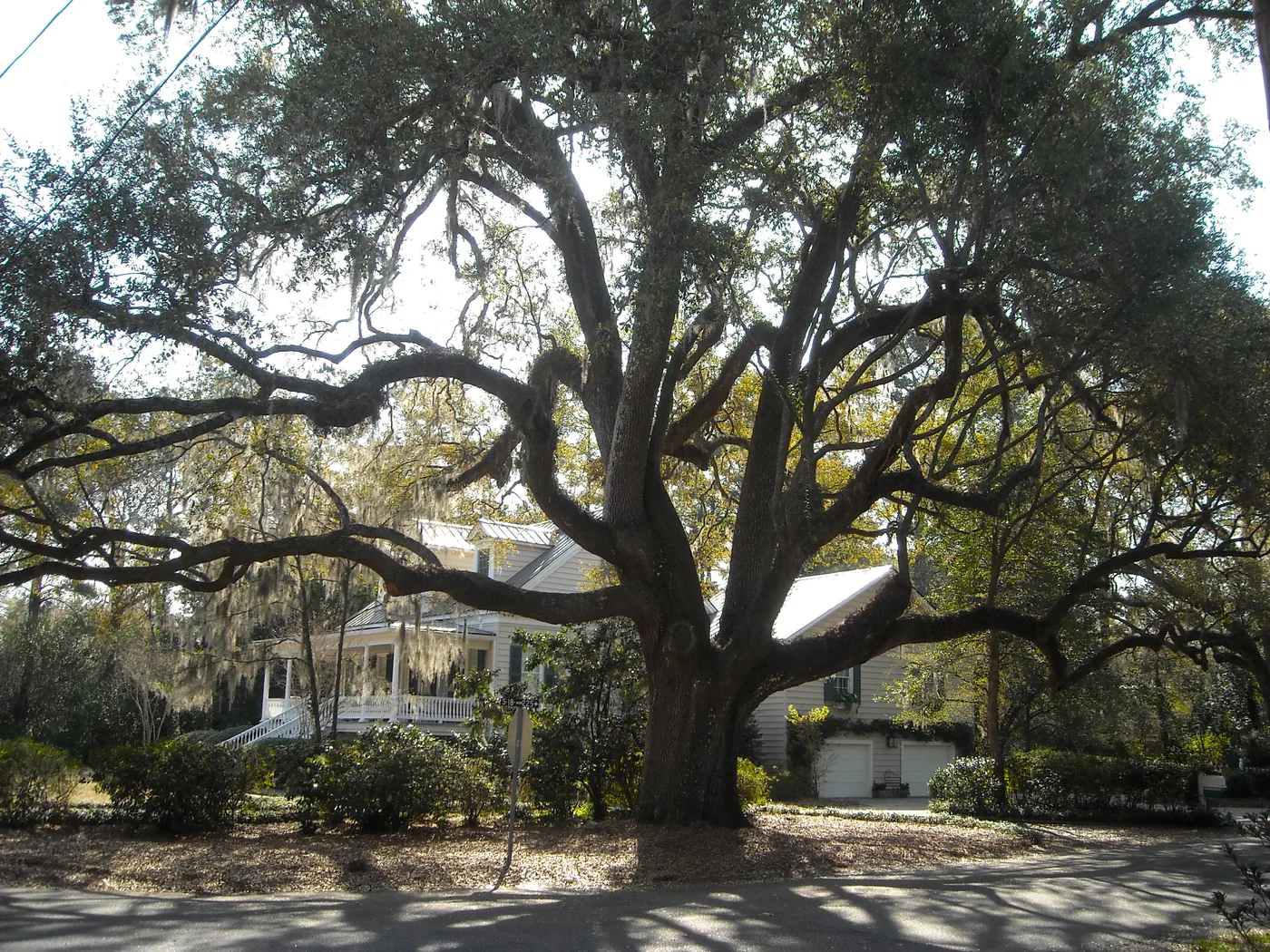Giant moss-draped live oak in Summerville, South Carolina, the Flowertown bedroom community where PBT Bancorp helps Joint Base Charleston families buy homes with VA loans