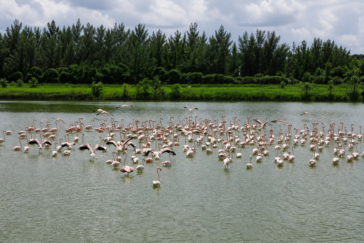 Flamingos standing in the water at Hialeah Park in Hialeah, Florida